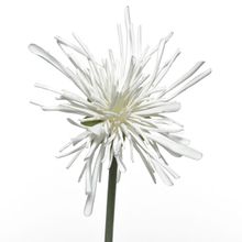 Crisantemo Artificial Blanca 60Cm