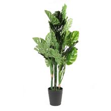 Planta Hojas De Filodendro