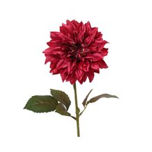 Flor dalia rosada