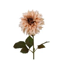 Flor  dalia crema