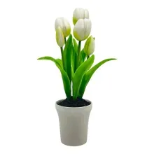 Tulipan c/pote